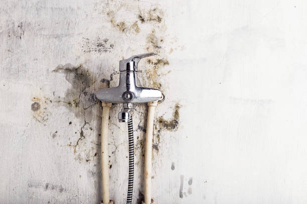 Mold Removal and Inspection in Fallon, NV