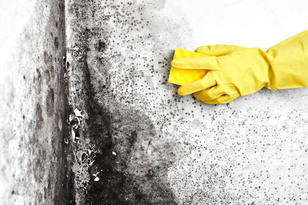 Best Toxic Mold Removal  in Fallon, NV