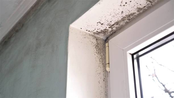 Attic Mold Removal in Fallon, NV
