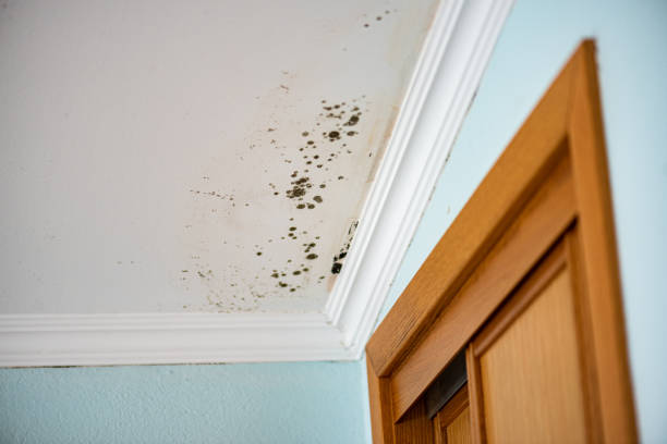 Best Black Mold Removal  in Fallon, NV