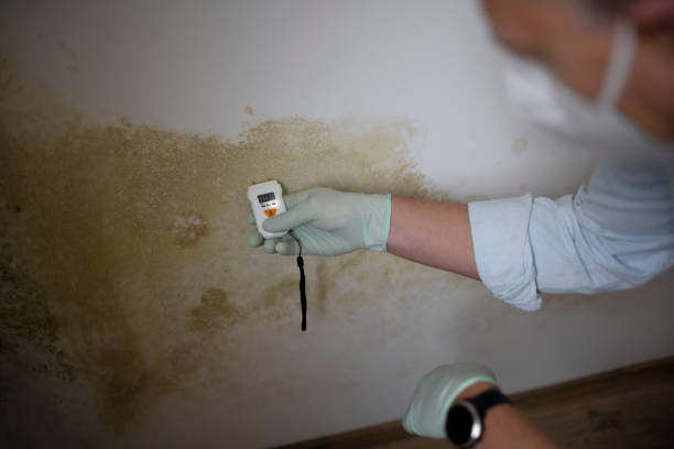 Best Commercial Mold Removal  in Fallon, NV