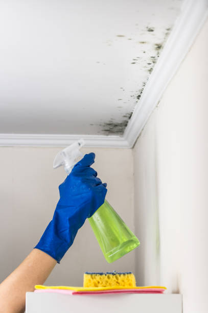 Office Mold Removal Services in Fallon, NV