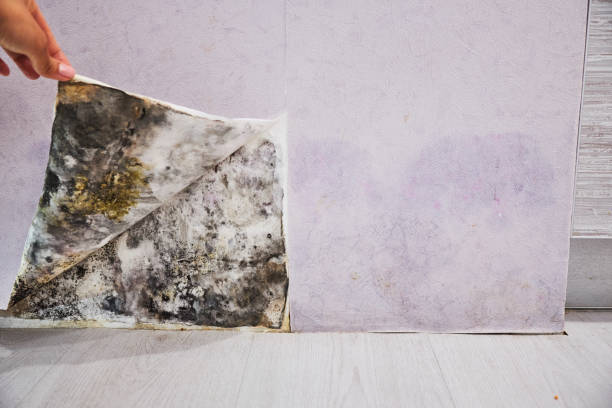 Best Home Mold Removal  in Fallon, NV